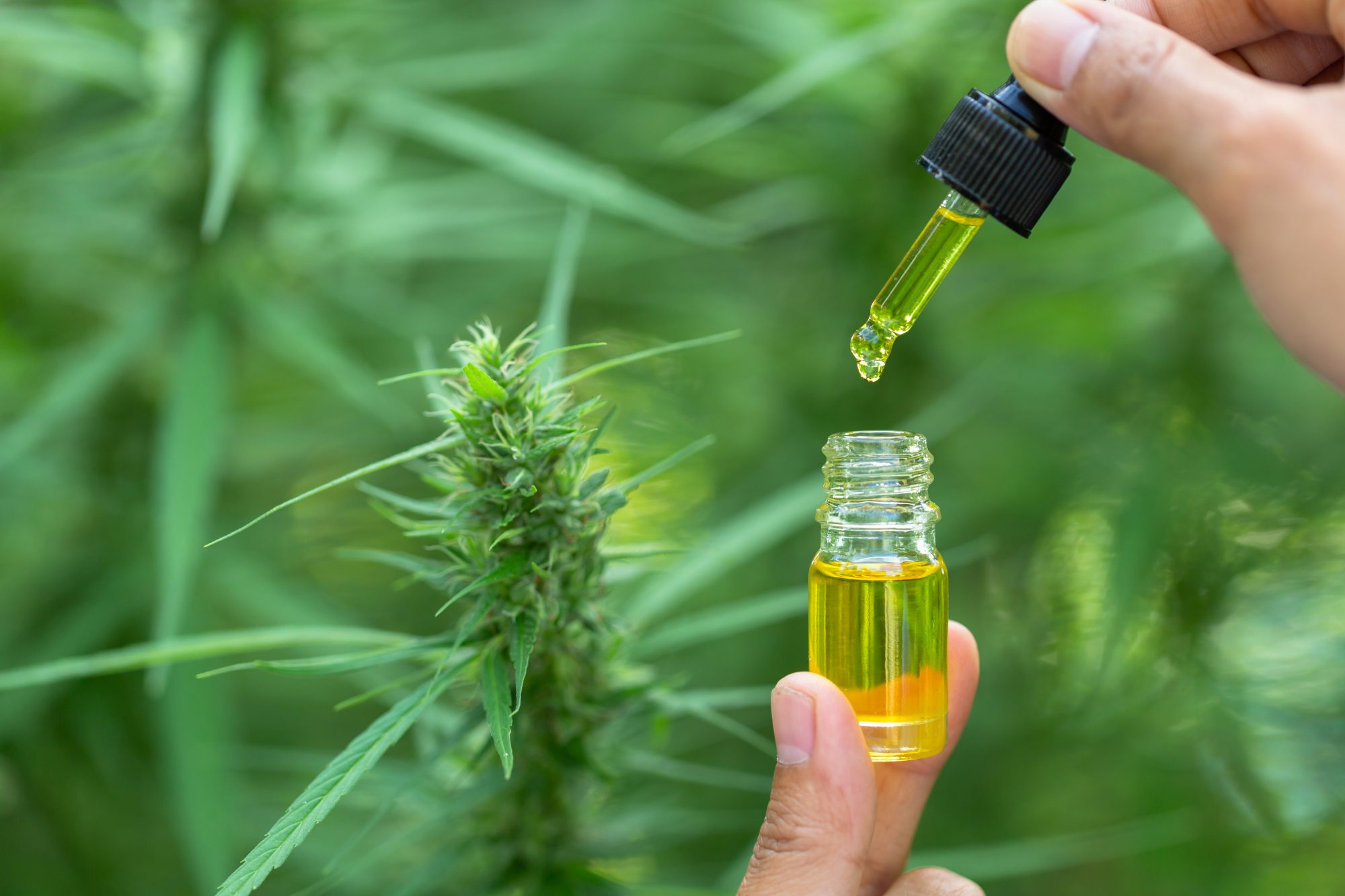 Best CBD Oil For Anxiety Available